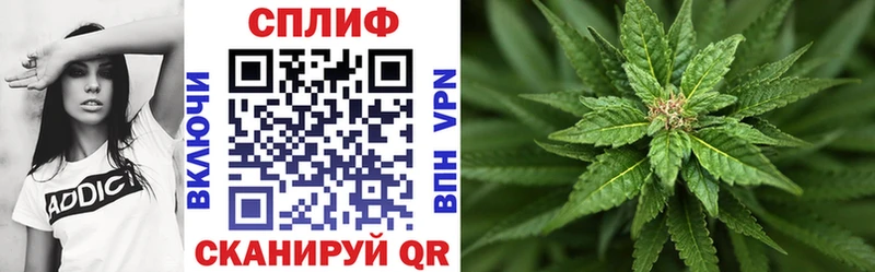Канабис сатива  Владимир 